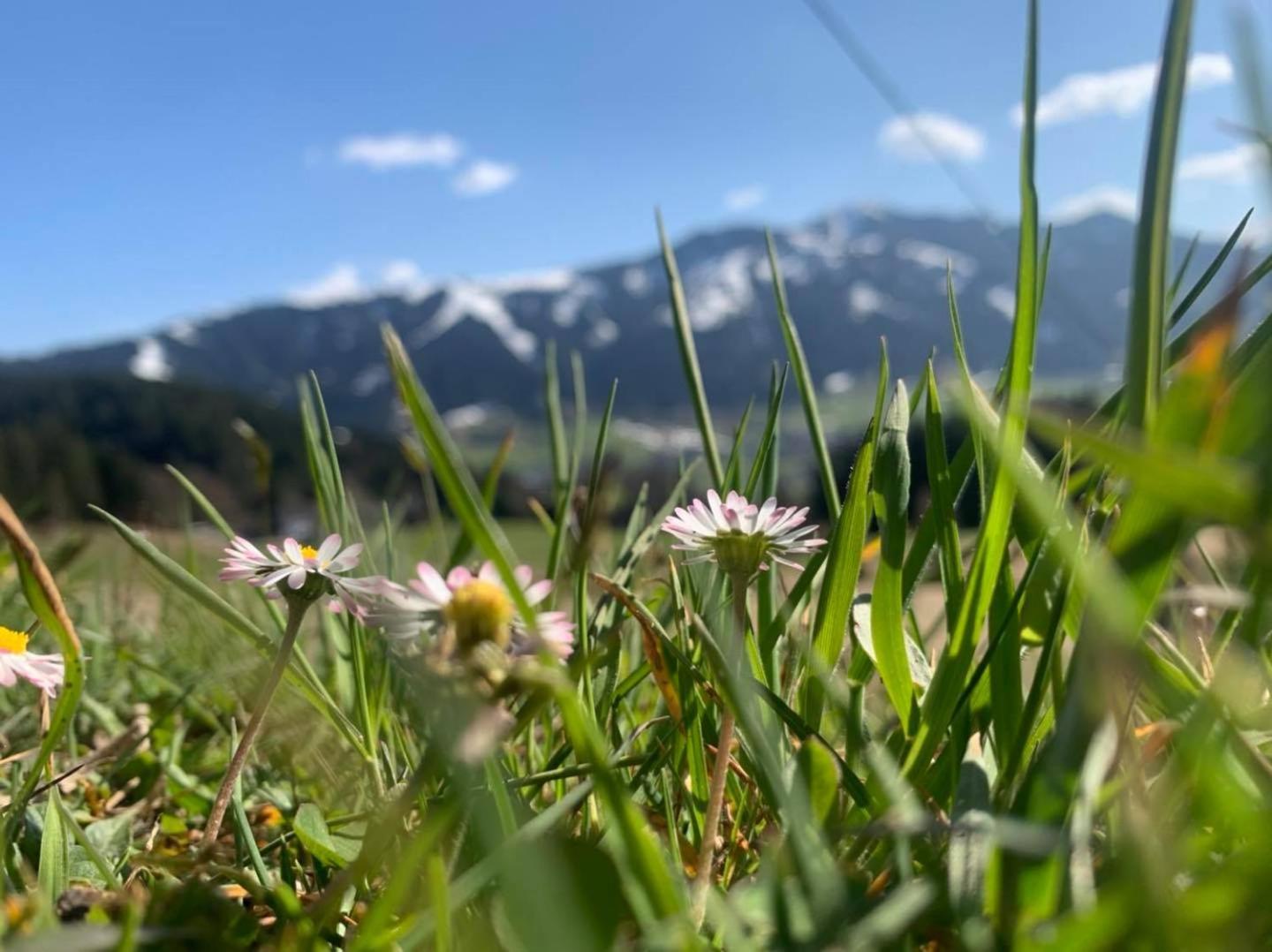 Appartement Alpenhof Wildschoenau Нидерау Экстерьер фото